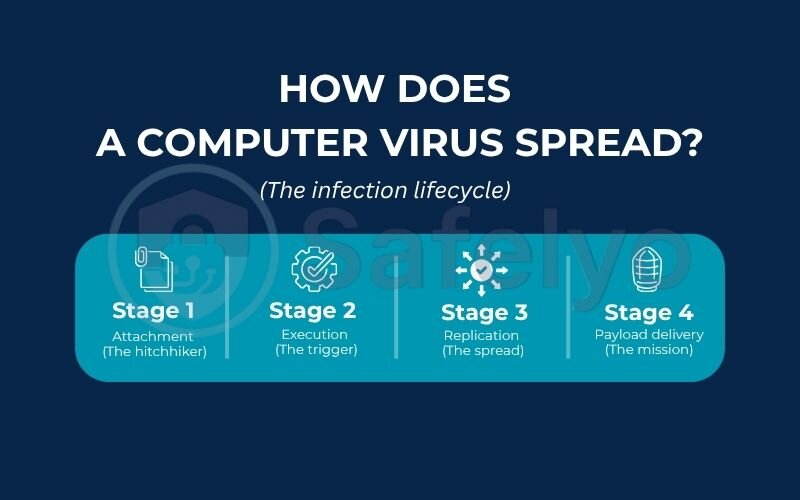 How does a computer virus spread